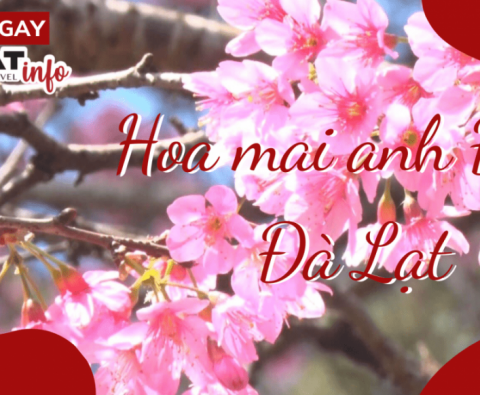Combo du lịch Đà Lạt II Vé máy bay khách sạn tại Đà Lạt II Tour Đà Lạt trọn gói
